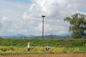 パタゴニア日本支社、水田の公共的価値を考えるオンライン会議を11月15日開催へ