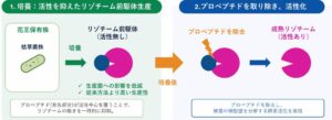 花王、細菌由来リゾチームを高効率に生産する二段階発酵技術を確立