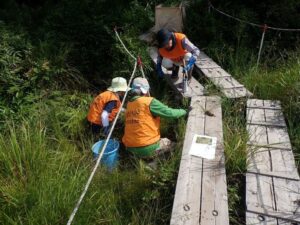 国指定天然記念物の葦毛湿原でサギソウ球根の投げ込みを確認 豊橋市が213株を除去