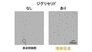 日本メナード化粧品、幹細胞の増殖を促す3種のジグリセリドを発見