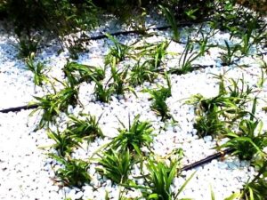 東邦レオ、KANDAフェス2026で豪雨と暑さ対策の体験スポットを出展へ