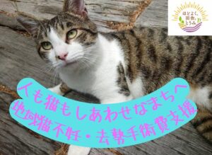 長野県東御市が地域猫活動の継続支援へ向けGCFで100万円を募る