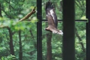 盛岡市動物公園ZOOMOで森づくり体験 11月に一般向けイベントも開催へ