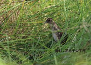 釧路湿原で絶滅危惧種シマクイナの巣と卵を発見 釧路市立博物館で展示開催