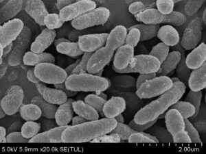 AKK PROBIOのPMOS改善論文が発表 食品開発展2026でセミナー開催へ