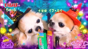 いなばペットフード Wan ちゅ〜る 2026年ハロウィンTVCMを10月２日より放映