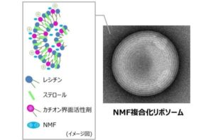 コーセー、肌の水分保持能を高めるNMF複合化リポソームを開発