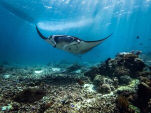 アヤナ コモド ワエチチュビーチが海や自然を巡る3つの新クルーズ体験を発表