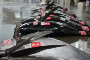 塩竈市でブランドまぐろ三陸塩竈ひがしものの今季認定・販売が開始