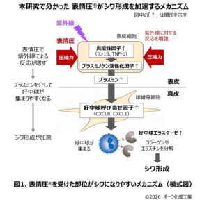 ポーラ化成工業、表情圧を受けた細胞で紫外線による炎症反応が強まる仕組みを解明