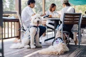 東武トップツアーズ、愛犬と巡る埼玉バスツアーを2026年11月14日に実施へ