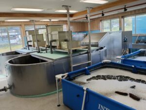 CMエンジニアリングなど岩手県岩泉町でエビ陸上養殖の実証実験を推進