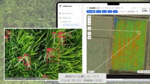 クロロス、SDSバイオテックの水稲除草剤試験向けに画像解析AIを提供
