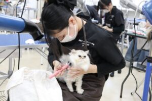国際アート＆デザイン大学校、キャットグルーマーライセンスC級に学生全員が合格