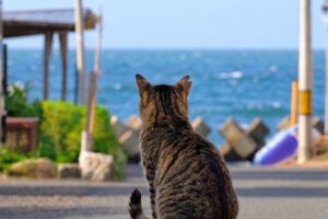 舞鶴市がのら猫の不妊去勢手術費用を募るCFを10月5日から開始へ