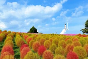 びわこ箱館山で約8,000株のコキアが色づく グルメ配布やランタンイベントも開催へ