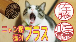 城山博文堂が文字に猫の瞳を加えた印鑑ニャン鑑極みプラスをMakuakeで発売へ