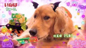 いなばペットフード、Wan ちゅ〜るハロウィンTVCM第2弾を10月２日より放映へ