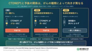 淡明細胞型腎細胞がんで酵素CTDNEP1高発現が予後不良と関連　東京理科大など