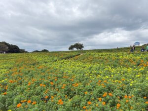 東京ドイツ村で秋の花畑が見頃に 悪天候や台風25号の被災乗り越え