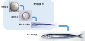関西大学など、サンマの受精卵から稚魚までの初期発生過程と特徴を解明