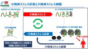 FRONTEOと小胞体ストレス研究所がAI活用のバイオマーカー探索を開始