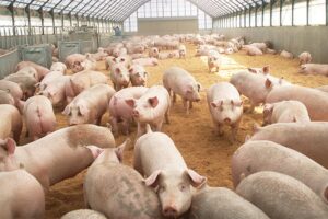 飼料用米で育てた日本のこめ豚と資源循環フルコースを堪能する催しが10月21日開催へ