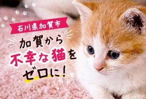 石川県加賀市、猫の不妊・去勢手術支援へGCFで寄附受付を開始