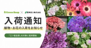 豊明花き、GreenSnapと共同開発の入荷通知を提供開始