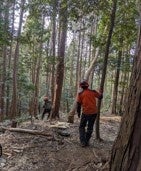 ワタミ、愛知県有林の間伐材を居酒屋店舗の内装に活用　県内初の取り組み