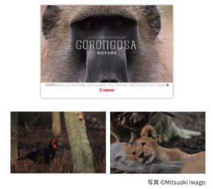 WWFジャパン、岩合光昭氏撮り下ろし写真のカレンダーを10月9日発売