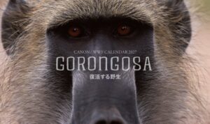 キヤノンMJが岩合光昭氏のカレンダー制作 WWFジャパンが2026年10月発売へ