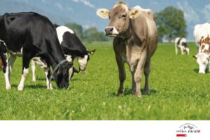 swiss meatが焼肉ビジネスフェア2026に出展へ 飯島淳シェフが調理実演