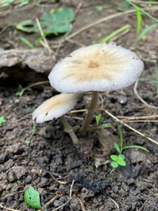 筑波実験植物園できのこ展～驚きの菌食の世界～が10月24日から開催へ