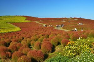 国営ひたち海浜公園のみはらしの丘でコキア約4万本が10月10日より紅葉見頃へ