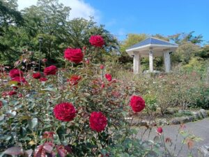 箱根強羅公園で秋バラが開花 10月10日から音楽会開催へ