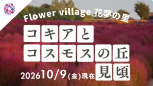 Flower village 花夢の里でコキアとコスモスの丘開催中 10月に特別企画
