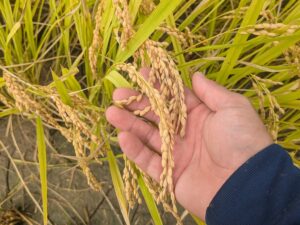 唐津Farm&Food、自然共生サイト米を佐賀県のふるさと納税返礼品で受付中
