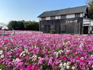二十四の瞳映画村、コスモスや企画展など秋の見どころを紹介　渡し舟も運航