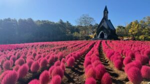 ひるがの高原 牧歌の里で約3,000株のコキアが見頃を迎える