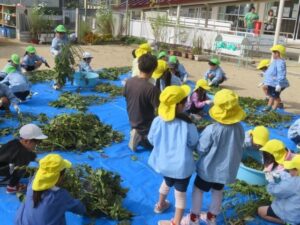 川西市や猪名川町の小学校などで黒大豆枝豆のさやもぎ体験を実施へ