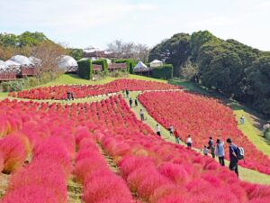 マザー牧場で約8,000株のコキアが紅葉の見頃に　10月下旬からは黄金色へ