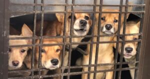 どうぶつ基金が動物の緊急一時保護制度創設を要望 署名活動も開始へ