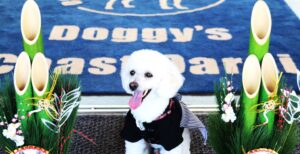 Doggy’s Coast Oaraiが年末年始企画ワンちゃん用おせちなど提供へ