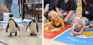 赤ちゃん本舗とアドベンチャーワールドが初のハイハイレースを開催