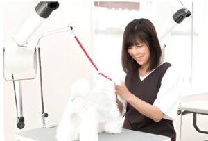 株式会社I Oneがアイズドッグ新店舗で業務委託トリマー受け入れを拡大へ