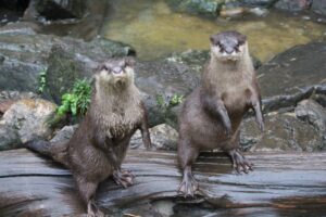 智光山公園こども動物園でコツメカワウソのお誕生会を計4回開催へ