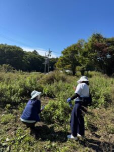 5月に植えたよもぎ畑を歩き、種を収穫。鍼灸師や鍼灸学生ら10名が、東京・神奈川・長野から集まる――長野県富士見町・標高1,200m
