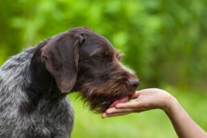愛犬に手を舐められた経験がある飼い主は95.00％　ゆずずが調査結果を発表