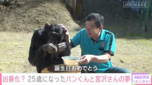 ABEMAのNO MAKEがチンパンジーのパンくんに独占密着 全編無料配信中